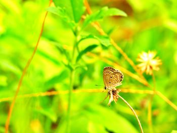 Close-up of butterfly on green leaves