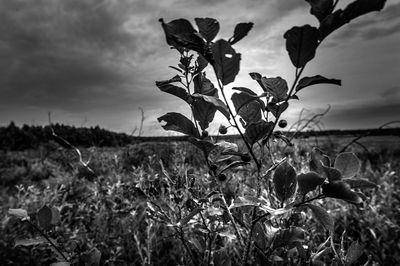 Scenic view of field against cloudy sky