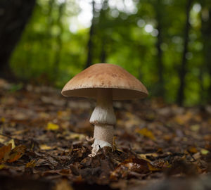 Single blusher mushroom growing on the forest floor in early autumn