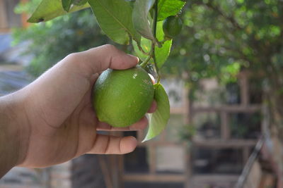 Midsection of person holding fruit