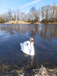 Swan floating on lake