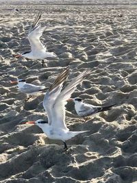 High angle view of seagull at beach
