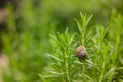 Close-up of a plant