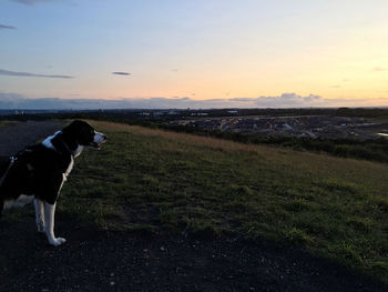 View of dog on field against sky during sunset