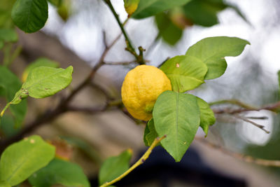 Low angle view of lemon on tree