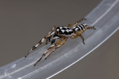 Close-up of spider