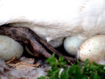 Close-up of snake