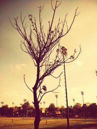 Bare trees on field at sunset