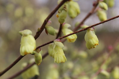 Close-up of yellow flowering plant