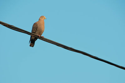 Pigeon bird perching on wire, cables, power line, blue clear sky. nature, animals and urbanization