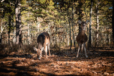 Deer in the pine barrens