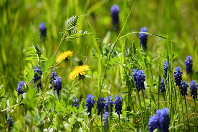 Close-up of purple flowering plants on field
