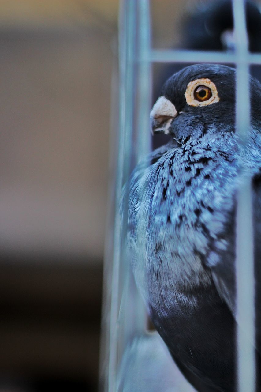 bird, animal themes, animals in the wild, one animal, animal wildlife, beak, close-up, no people, focus on foreground, day, nature, outdoors, perching, beauty in nature, bird feeder, bird of prey