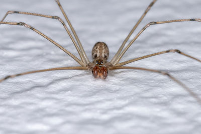 Close-up of spider