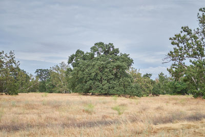 Trees on field against sky