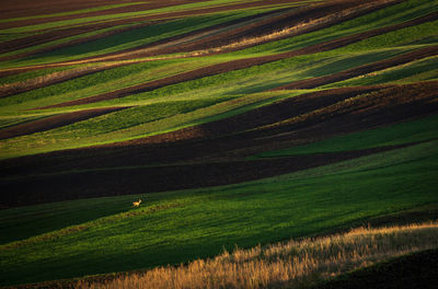 Scenic view of agricultural field