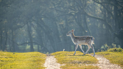 Deer standing in a forest