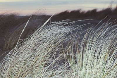 Close-up of wheat field against sky