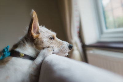 Close-up of dog relaxing at home