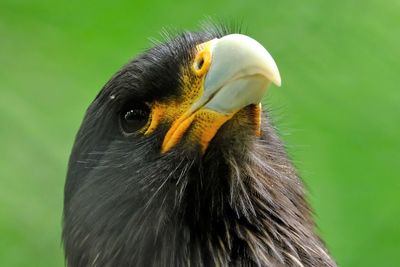 Close-up of a bird looking away