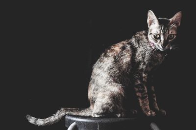 Portrait of cat sitting against black background