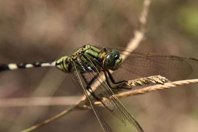 Close-up of dragonfly