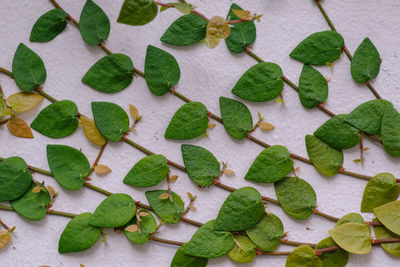 High angle view of leaves on plant