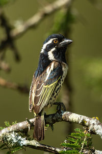 Spot-flanked barbet perches on branch eyeing camera