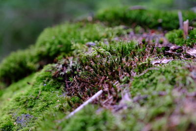 Close-up of moss growing on field