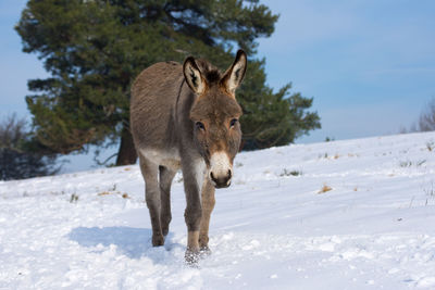 Donkey in the snow