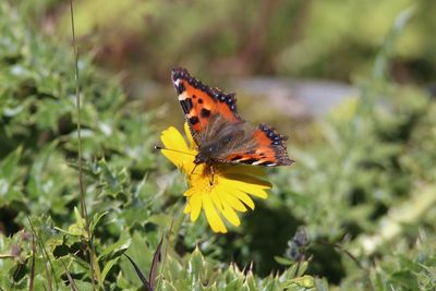 Close-up of butterfly pollinating on flower