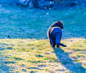 Side view of cat on land