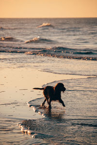 Dog on beach