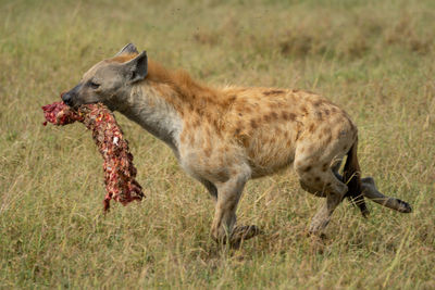 Spotted hyena crosses savannah carrying bloody bones