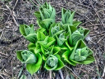 High angle view of plants growing on field