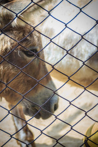 Close-up of chainlink fence