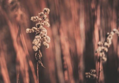 Close-up of flowers against blurred background
