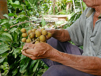 Longans in a farmer's hands as he is harvesting them from the tree