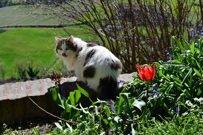 Cat looking away on plants