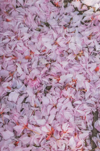 Full frame shot of pink flowers