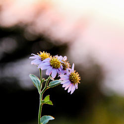 Close-up of purple flowering plant