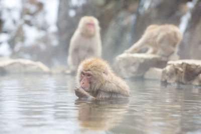 Monkey in hot spring