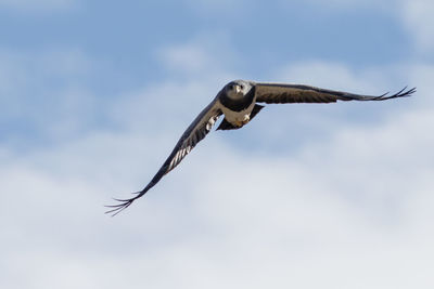 Low angle view of eagle flying against sky