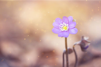 Close-up of pink flowering plant