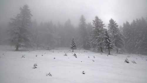 Trees on snow covered field in foggy weather