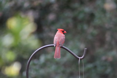 Close-up of bird perching on branch