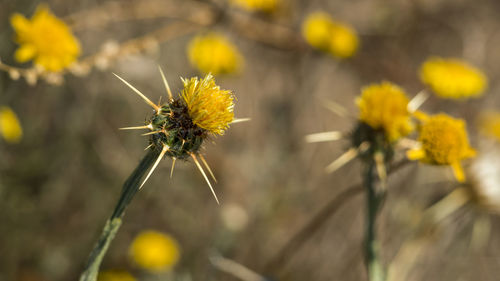 Close-up of steppe land with yellow flowers and thorns of the thistles in a torrid summer day.