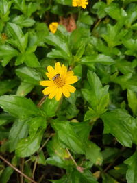 Close-up of yellow flowers blooming outdoors