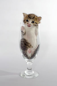 Close-up of drink in glass against white background