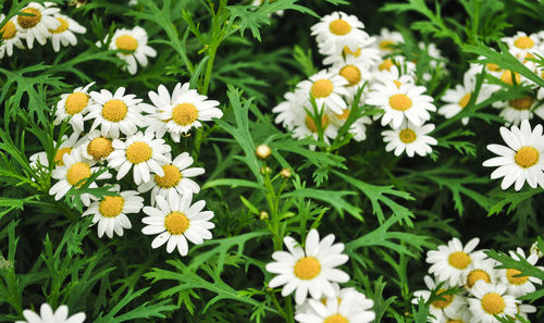 Close-up of fresh white daisy flowers blooming outdoors